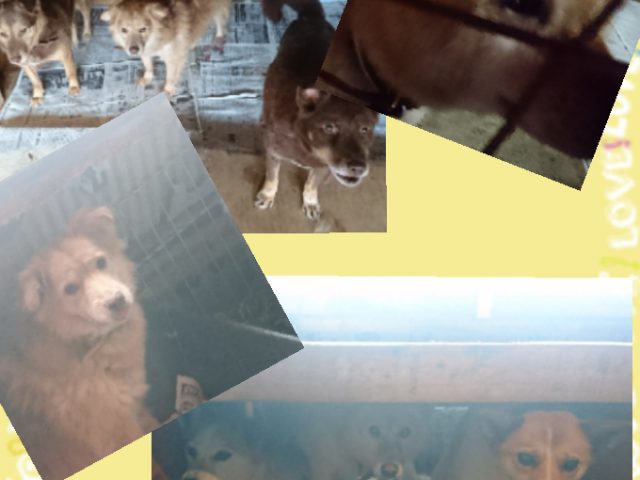 3回目のボランティア スタッフ写メ日記