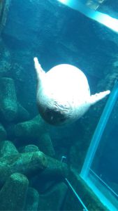 スタッフ写メ日記