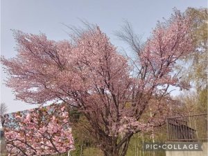 スタッフ写メ日記