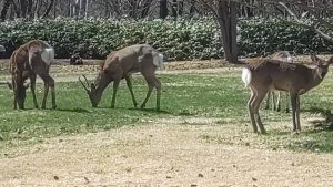 スタッフ写メ日記