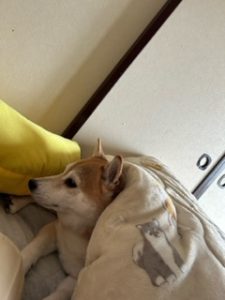 スタッフ写メ日記