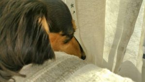 スタッフ写メ日記