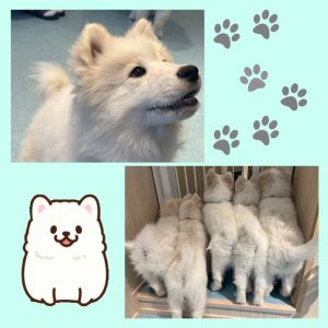 スタッフ写メ日記
