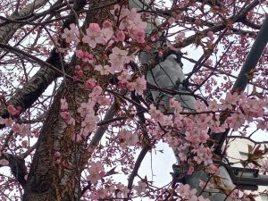 スタッフ写メ日記