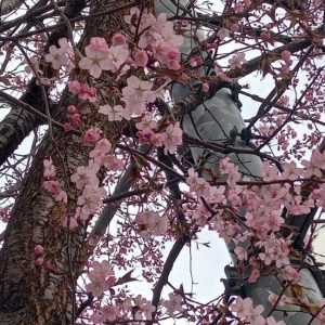 スタッフ写メ日記