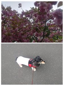 スタッフ写メ日記