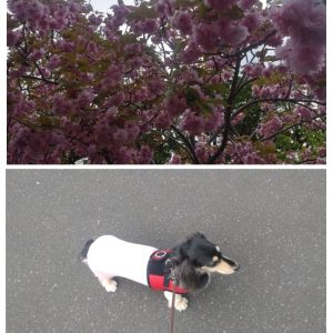 スタッフ写メ日記