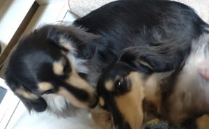 スタッフ写メ日記