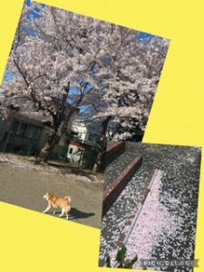 スタッフ写メ日記