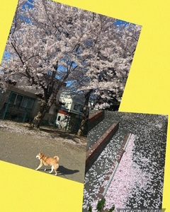 スタッフ写メ日記