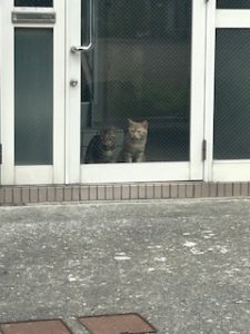 スタッフ写メ日記