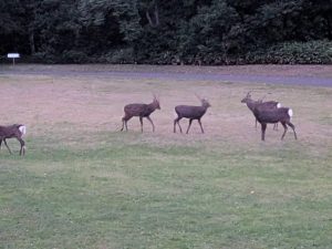 スタッフ写メ日記
