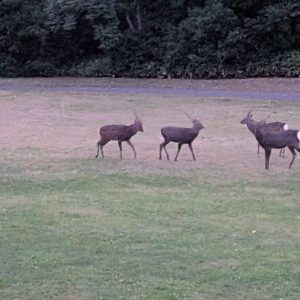 スタッフ写メ日記