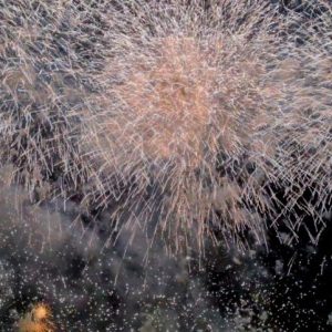 スタッフ写メ日記
