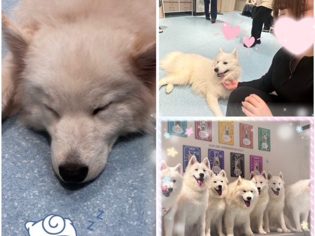 スタッフ写メ日記