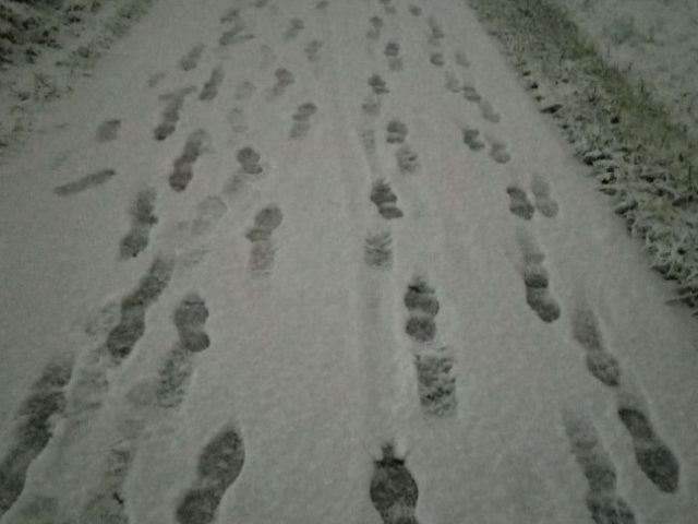 スタッフ写メ日記