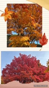 スタッフ写メ日記