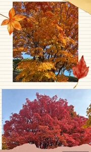 スタッフ写メ日記