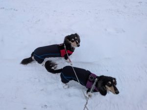 スタッフ写メ日記