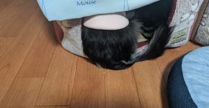 スタッフ写メ日記